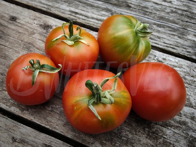 Granny Cantarell German Beefsteak Tomato-Meraki Seeds